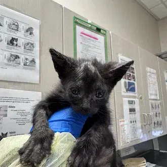 Bread - Domestic Short Hair