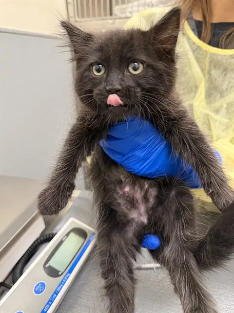 Ralphie - Domestic Short Hair