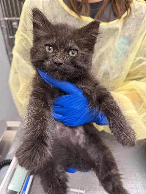 Daisy Belle - Domestic Short Hair