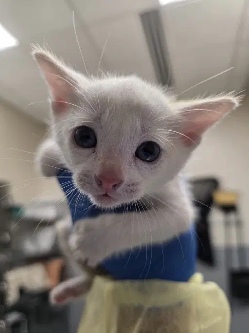 Buttercup - Domestic Short Hair