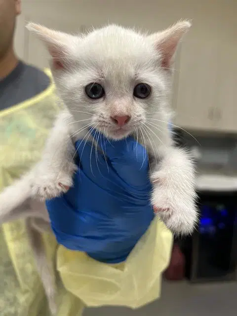 Blossom - Domestic Short Hair