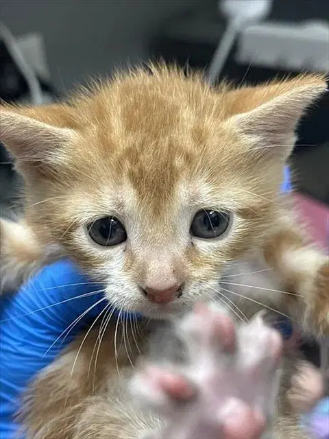 Professor Utonium - Domestic Short Hair