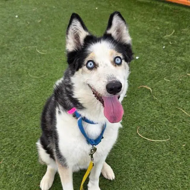 Narwhal - Siberian Husky