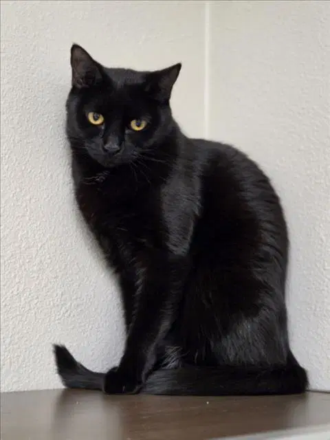 Ella - Domestic Short Hair