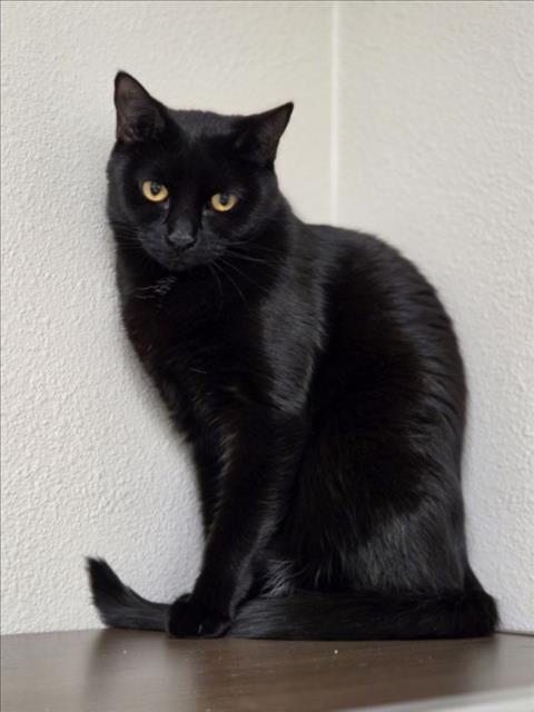 Ella