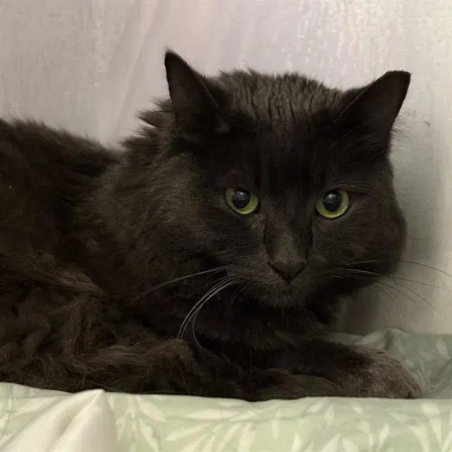 Shadow - Domestic Long Hair