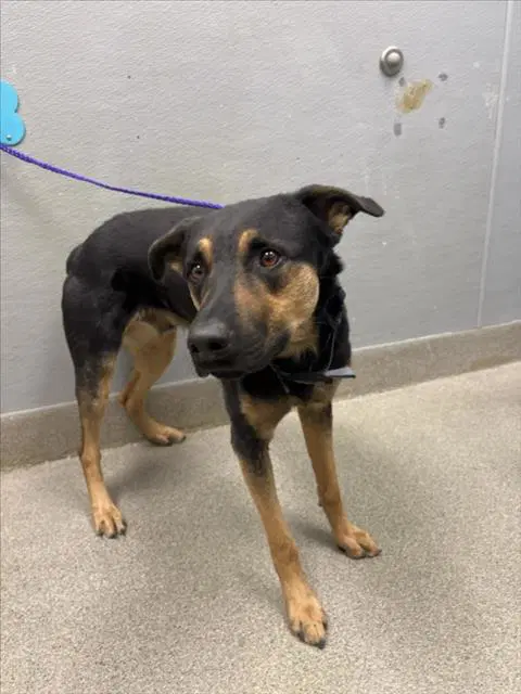 Brock - Rottweiler