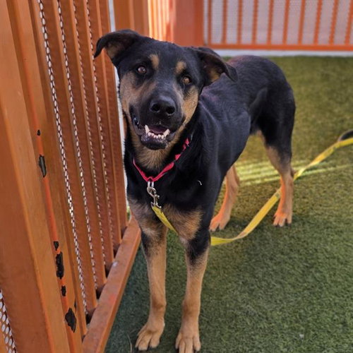 *BROCK, a dog for adoption from The Animal Foundation - Las Vegas