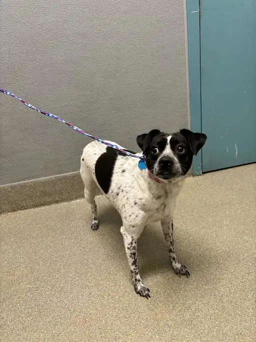 Frankie - Dachshund