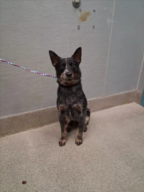 Taco Bell - Australian Cattle Dog/Blue Heeler