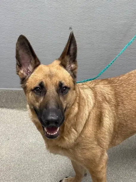 Saint Melo Williams - German Shepherd Dog