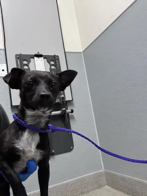 Bumble Bee Man - Chihuahua