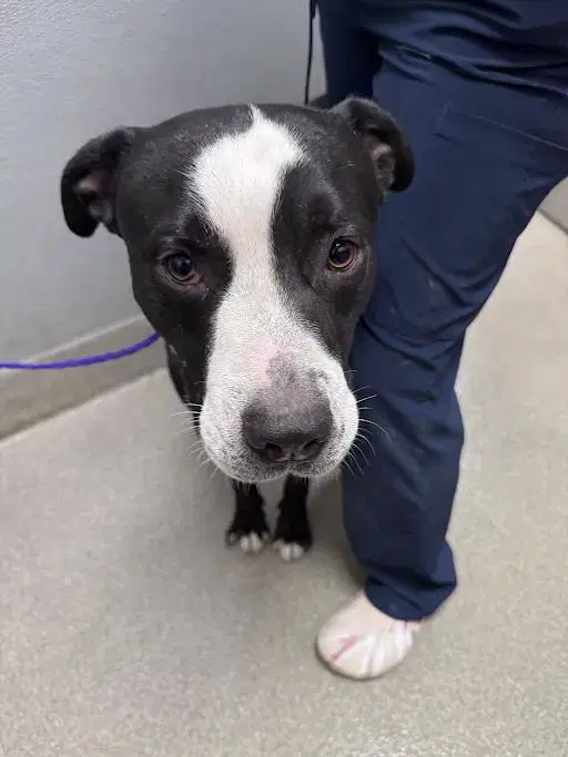 Pooh Bear - Pit Bull Terrier