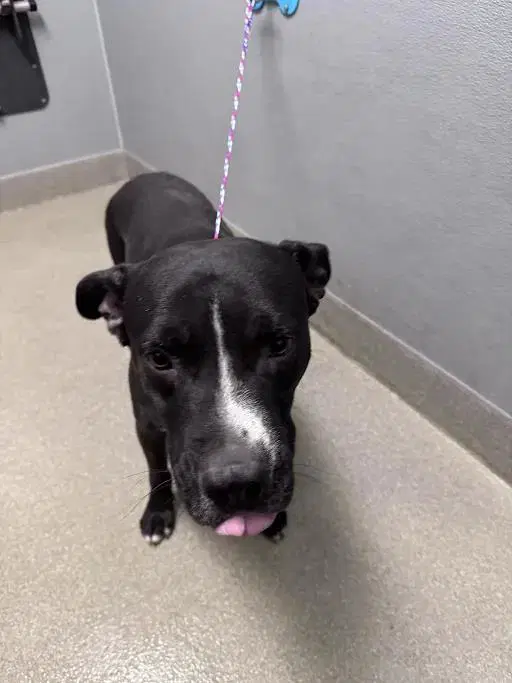 Piglet - Pit Bull Terrier
