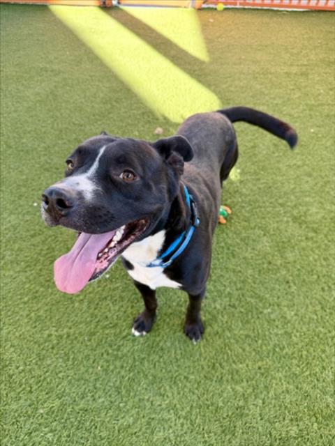 Piglet, Pit Bull Terrier / Mixed (medium coat)