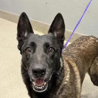 Buzz Lightyear - Belgian Shepherd Malinois