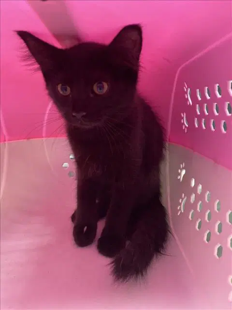 Tree - Domestic Medium Hair