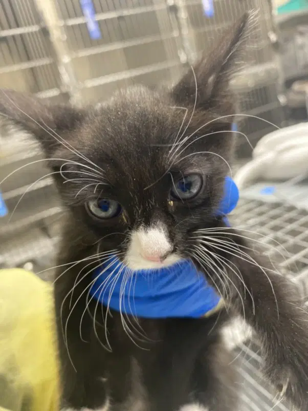 Tasi - Domestic Short Hair