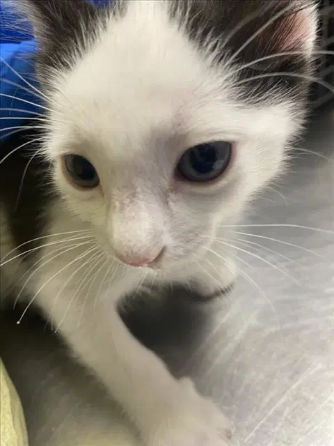 Fa - Domestic Short Hair