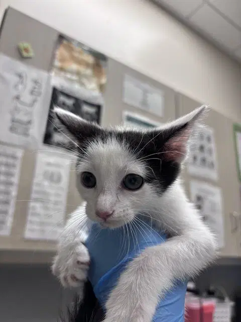 Lua - Domestic Short Hair