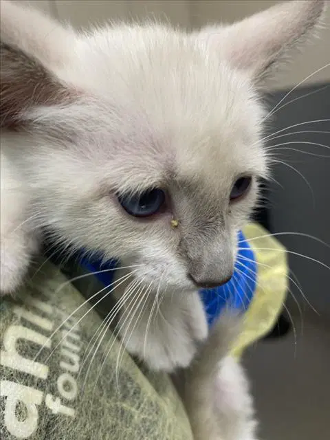 Tolu - Domestic Short Hair