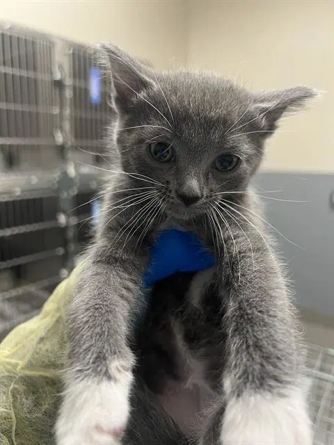 Jessie - Domestic Short Hair