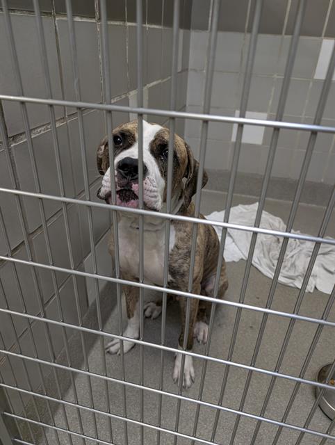 Boxer