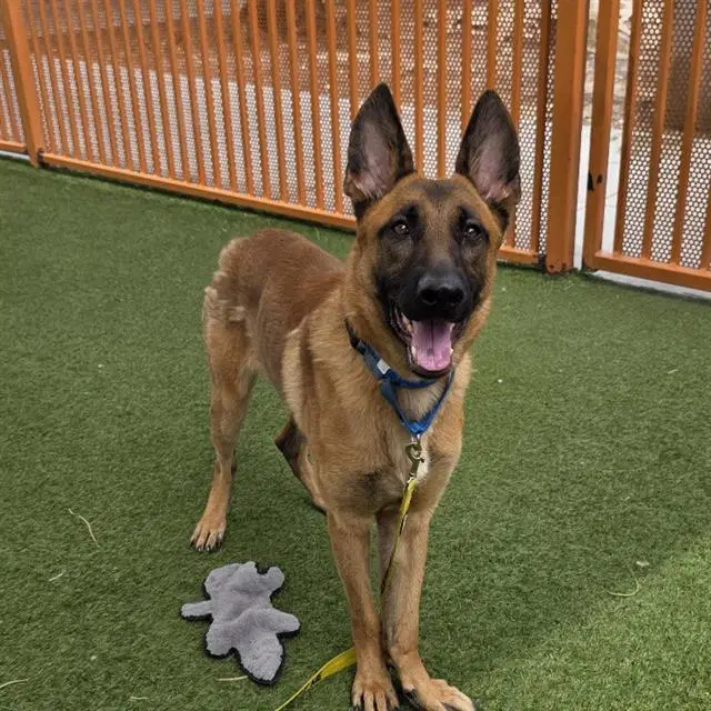 Raider - Belgian Shepherd Malinois