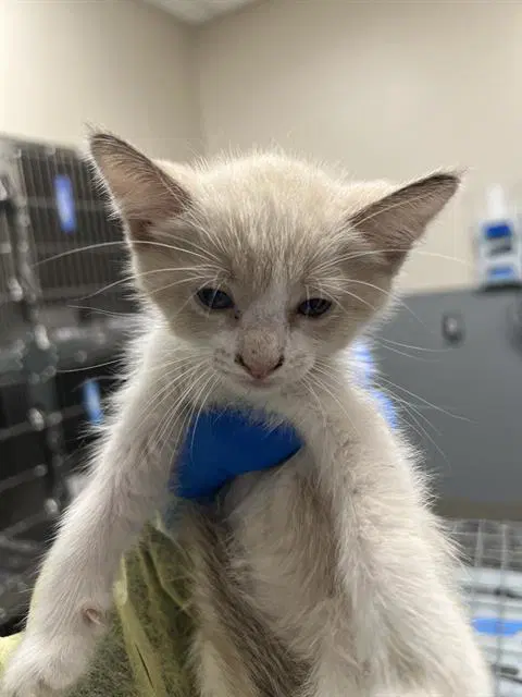 Plankton - Domestic Short Hair