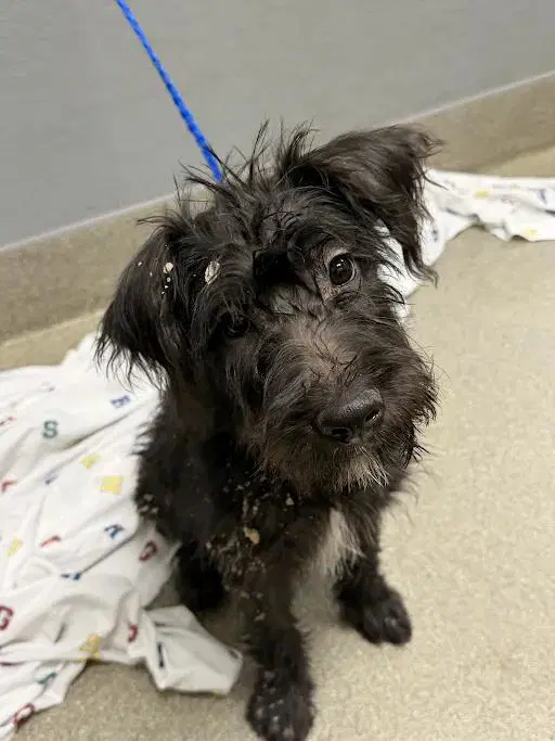 Coraline - Terrier