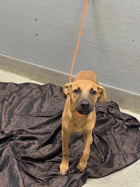Unknown - Pit Bull Terrier