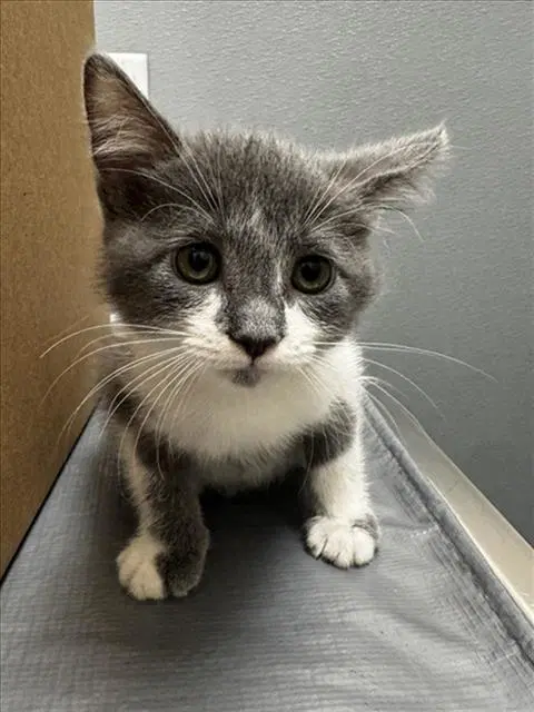 Armadillo - Domestic Short Hair
