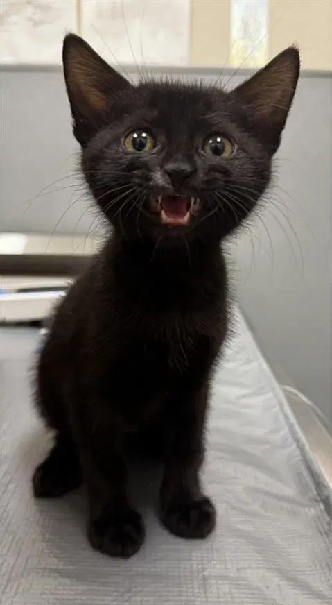 Aztec - Domestic Short Hair