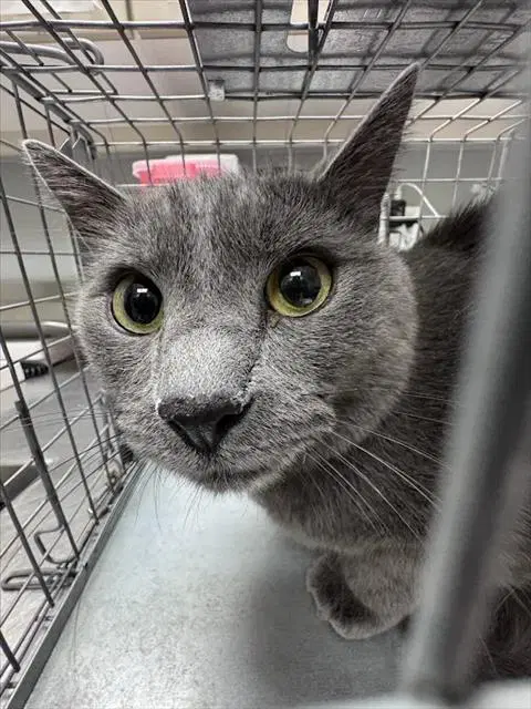 Remi - Domestic Short Hair