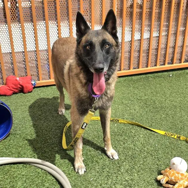 Hyena - Dutch Shepherd