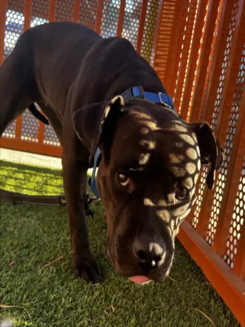 Brookyn - Pit Bull Terrier