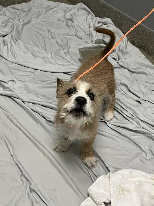 Buggs - Terrier