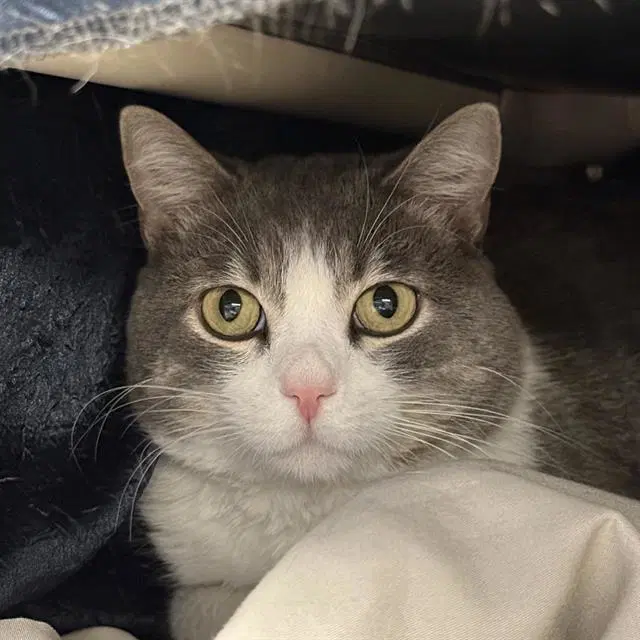 Catty Cake - Domestic Short Hair