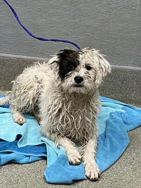 Crash - Terrier