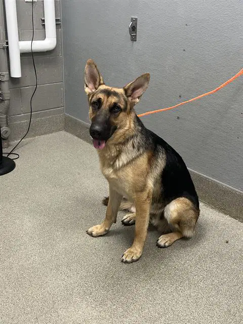 Law - German Shepherd Dog