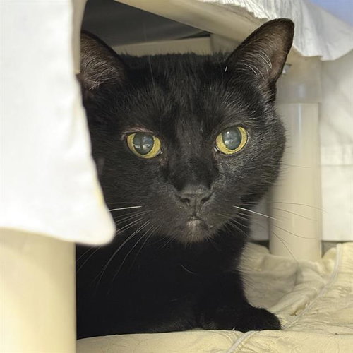 ABIGAIL, a cat for adoption from The Animal Foundation - Las Vegas
