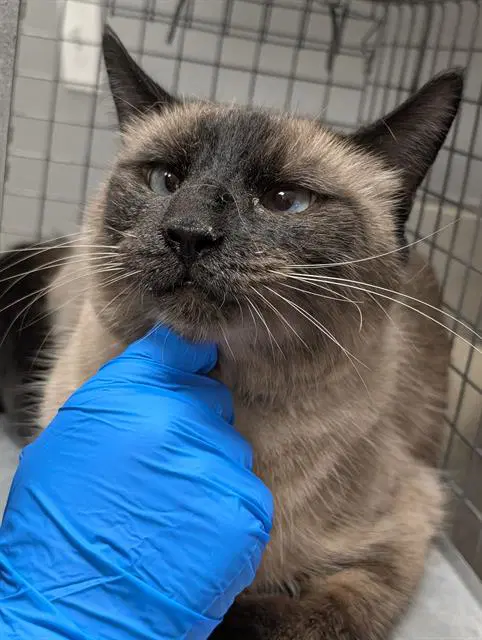 Jack - Siamese