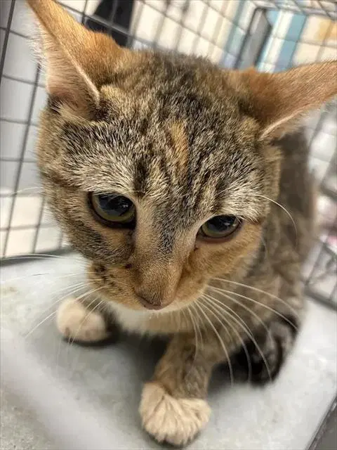 Unknown - Domestic Short Hair
