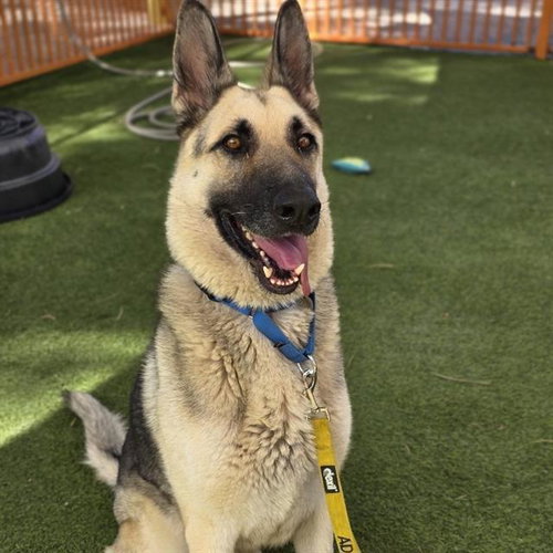 KOBBY, a dog for adoption from The Animal Foundation - Las Vegas
