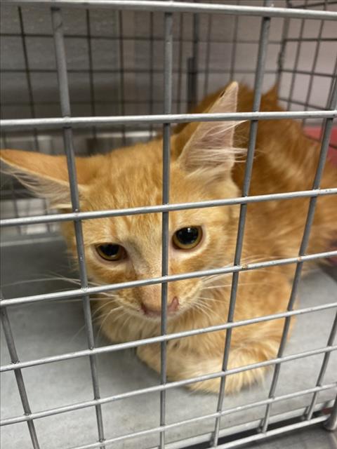 *MASUBI, a cat for adoption from The Animal Foundation - Las Vegas