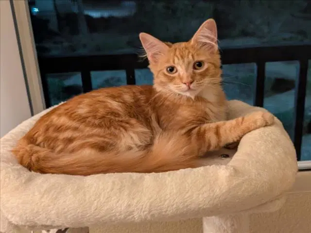 Masubi - Domestic Short Hair