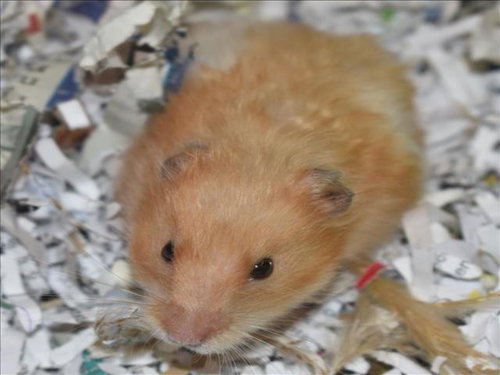 *RATATOUILLE, a hamster for adoption from The Animal Foundation - Las Vegas