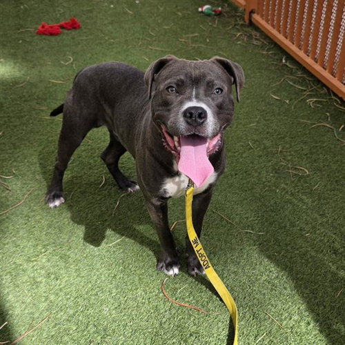 Graham, Pit Bull Terrier / Mixed (medium coat)