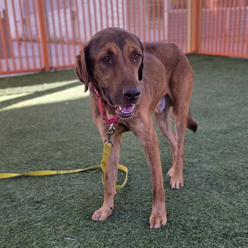 CANELO, a dog for adoption from The Animal Foundation - Las Vegas