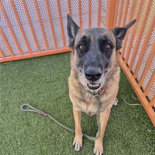 *TRINA, a dog for adoption from The Animal Foundation - Las Vegas